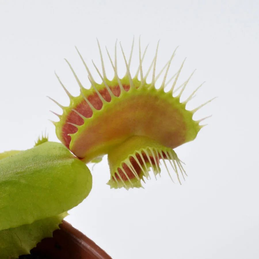 Dionaea muscipula "Hammerhead Shark"