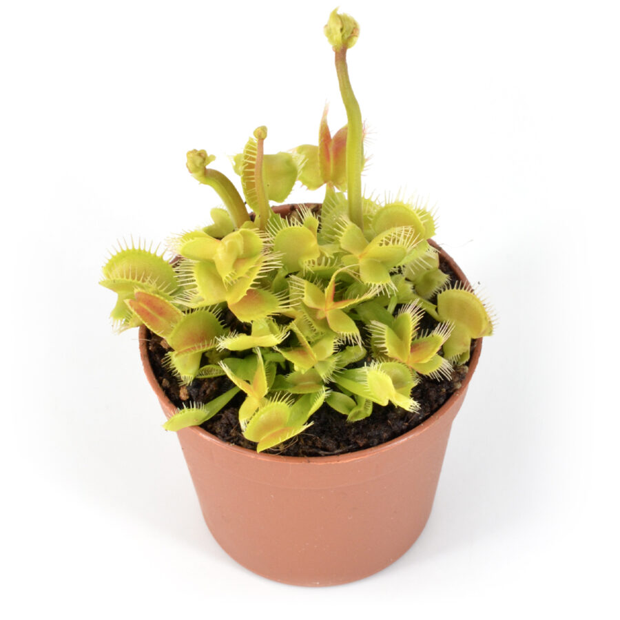 Dionaea muscipula Hanicka’s Butterfly