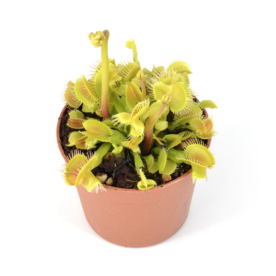 Dionaea muscipula Hanicka’s Butterfly