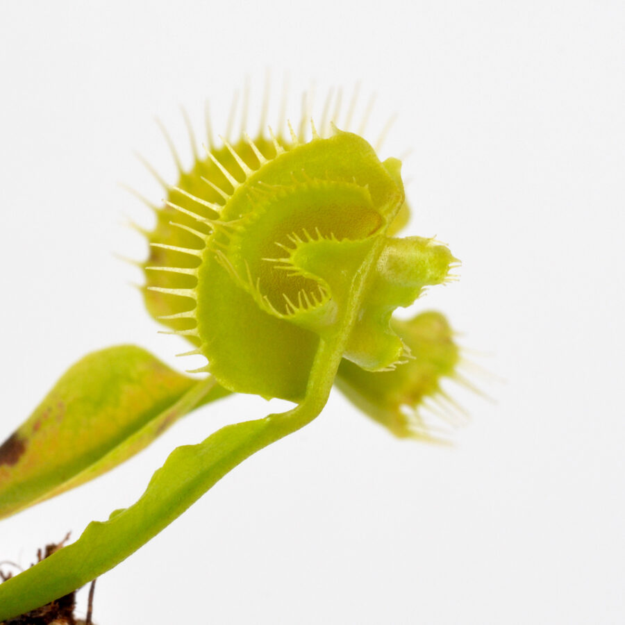 Dionaea muscipula Hanicka’s Butterfly