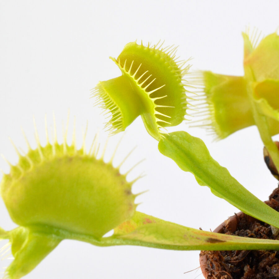 Dionaea muscipula Hanicka’s Butterfly