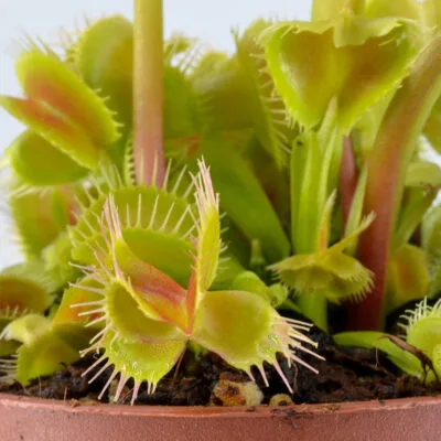 Dionaea muscipula Hanicka’s Butterfly