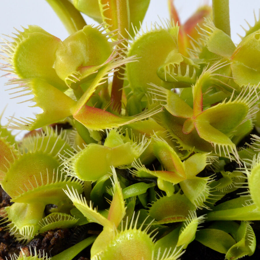 Dionaea muscipula Hanicka’s Butterfly