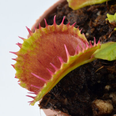 Dionaea-muscipula-'Harlequin-Destruction'-