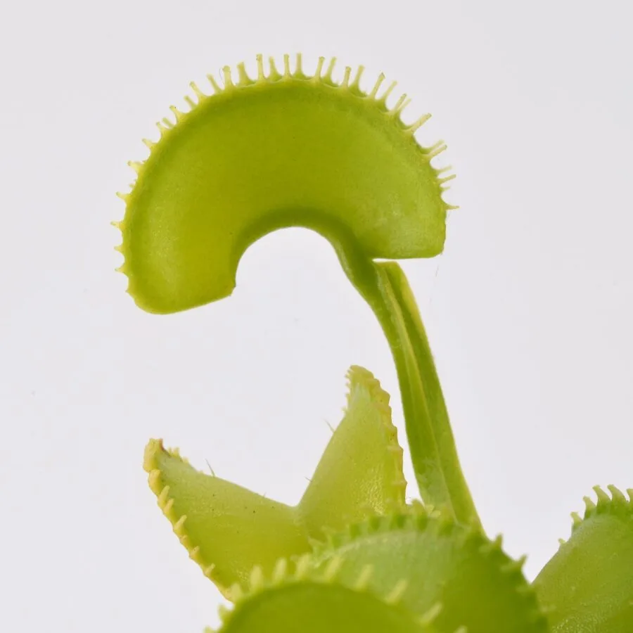 Dionaea muscipula Harmony