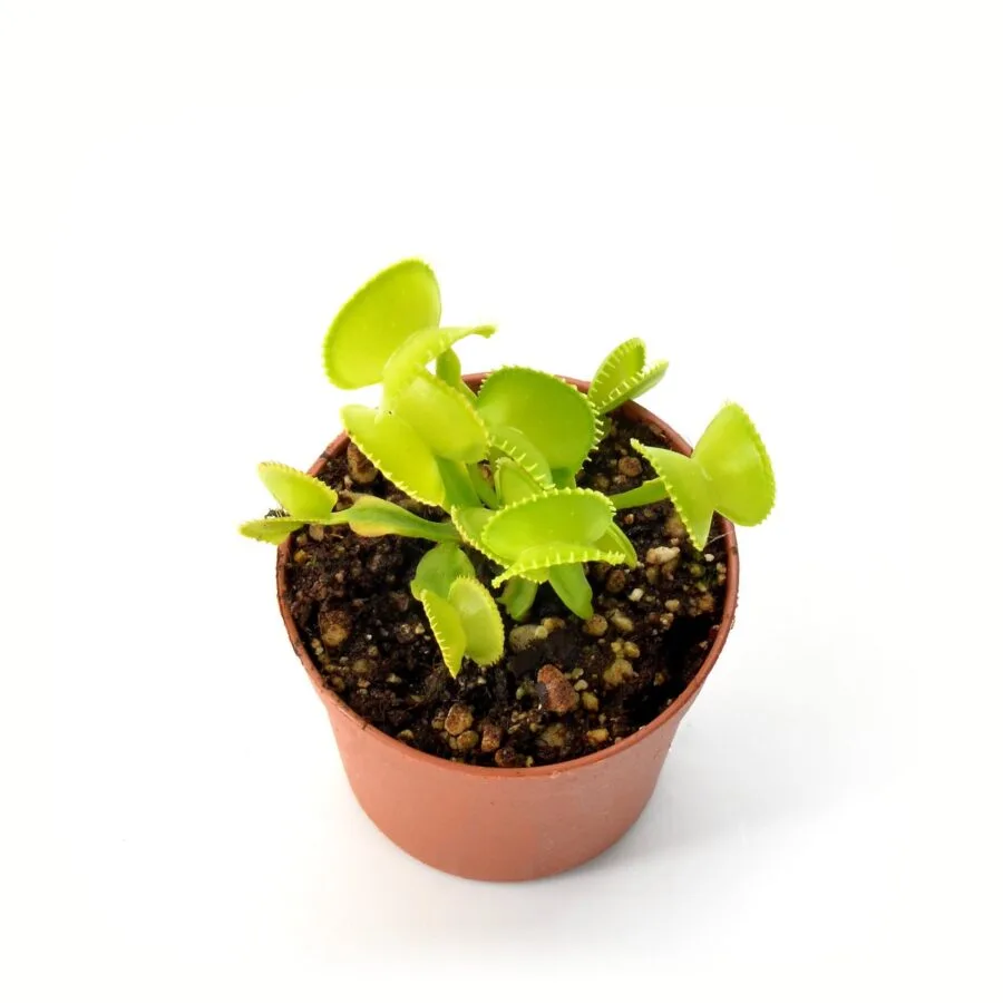 Dionaea muscipula Harmony