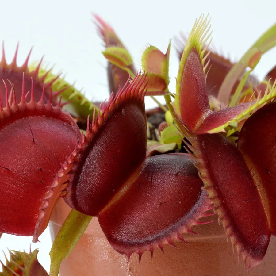 Dionaea muscipula Henning Giant