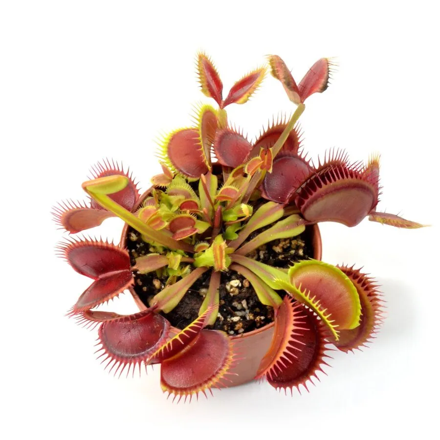 Dionaea muscipula Henning Giant