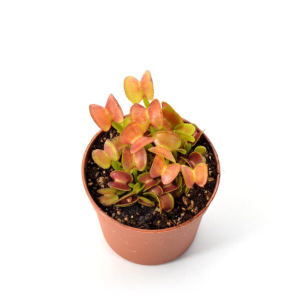 Dionaea muscipula Hypathia