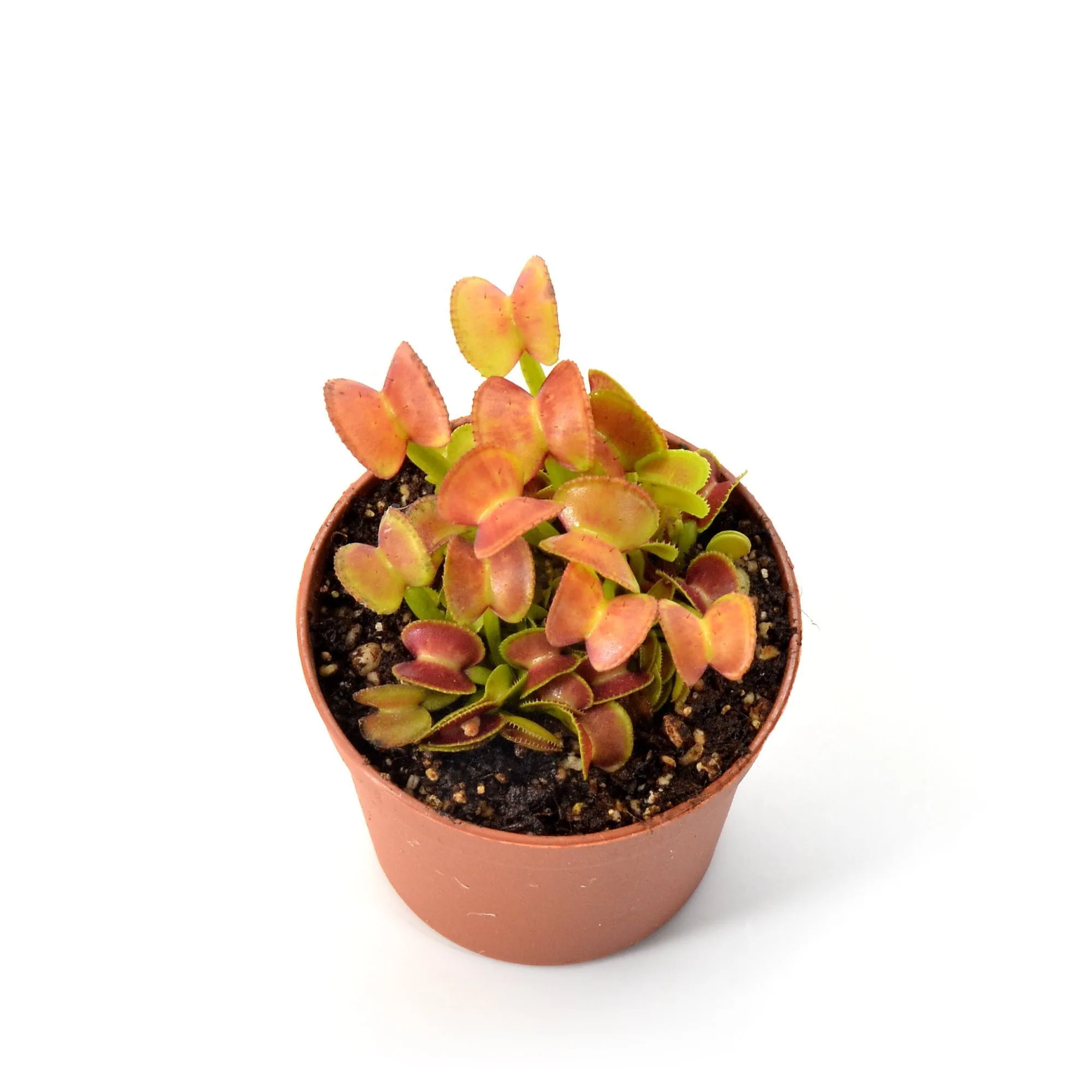 Dionaea muscipula Hypathia