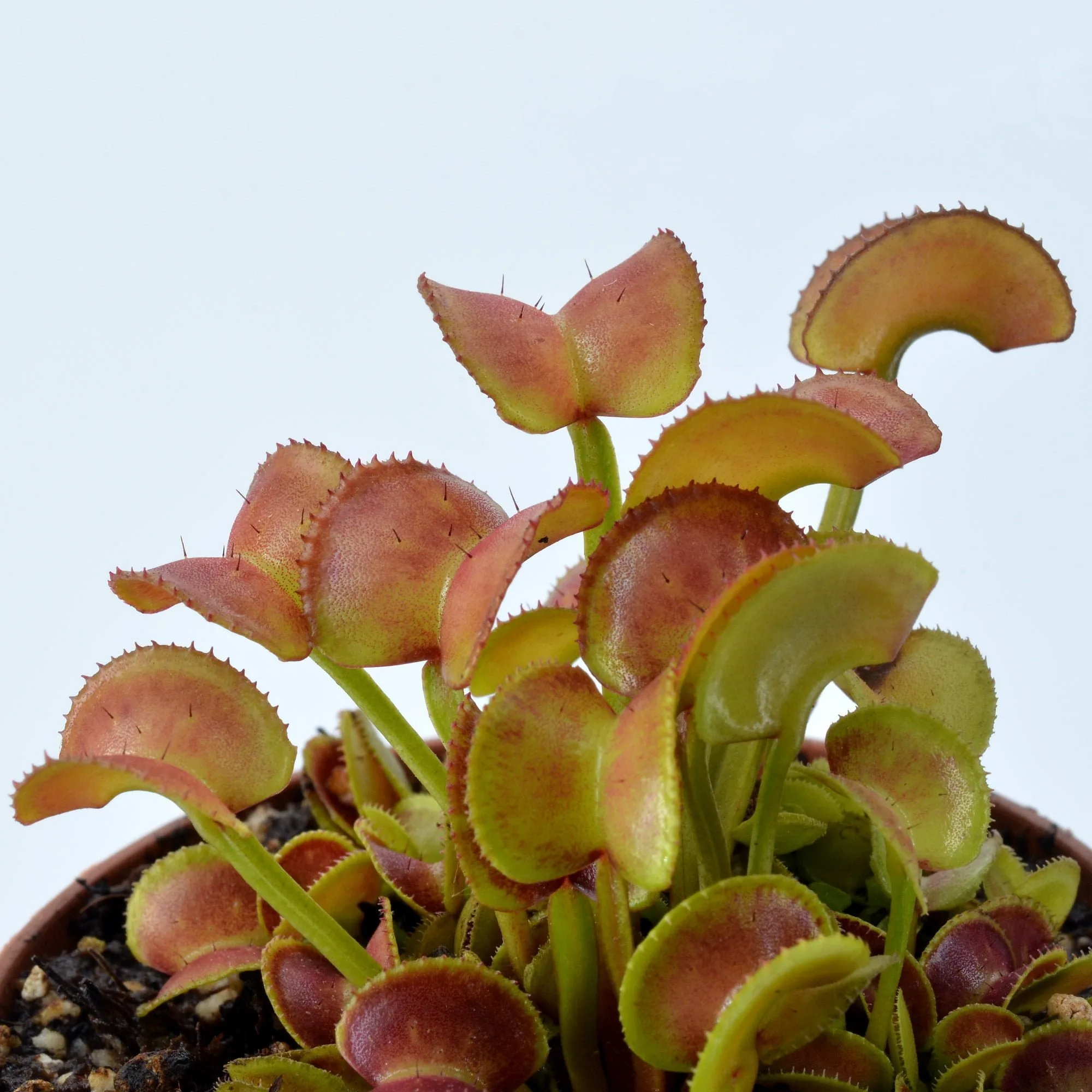 Dionaea muscipula Hypathia