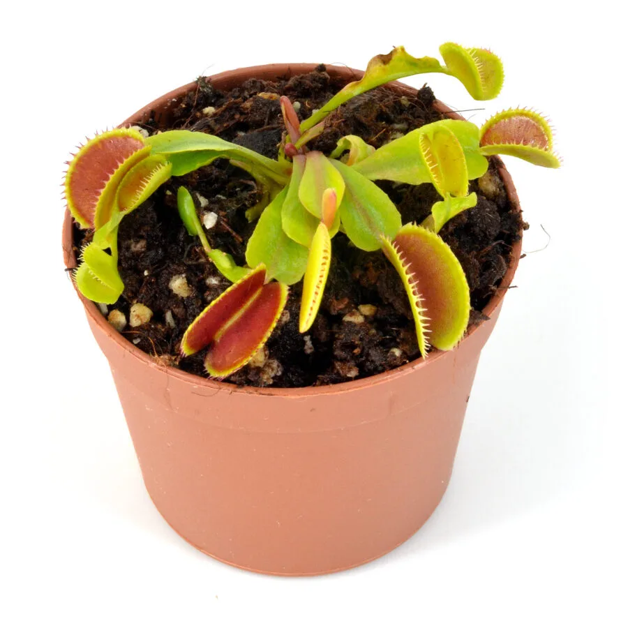 Dionaea Muscipula "Isistius"