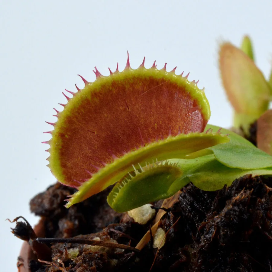 Dionaea Muscipula "Isistius"