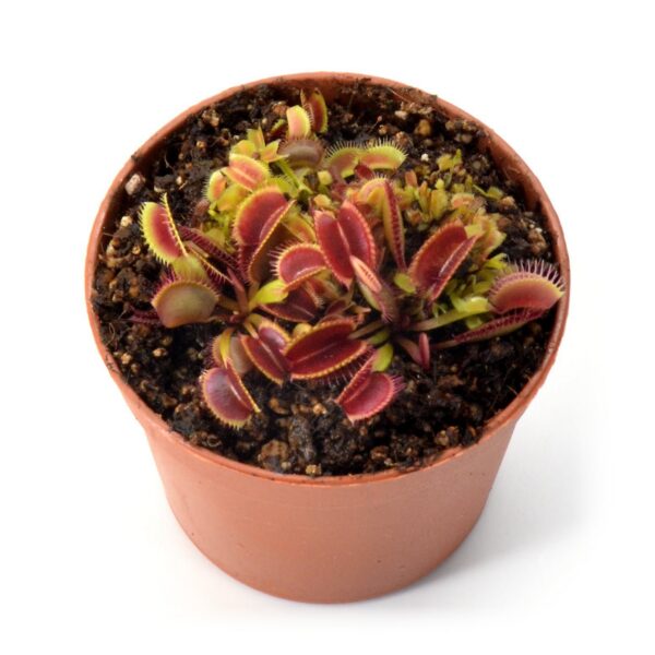 Dionaea muscipula Jumbo