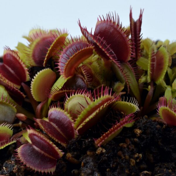 Dionaea muscipula Jumbo