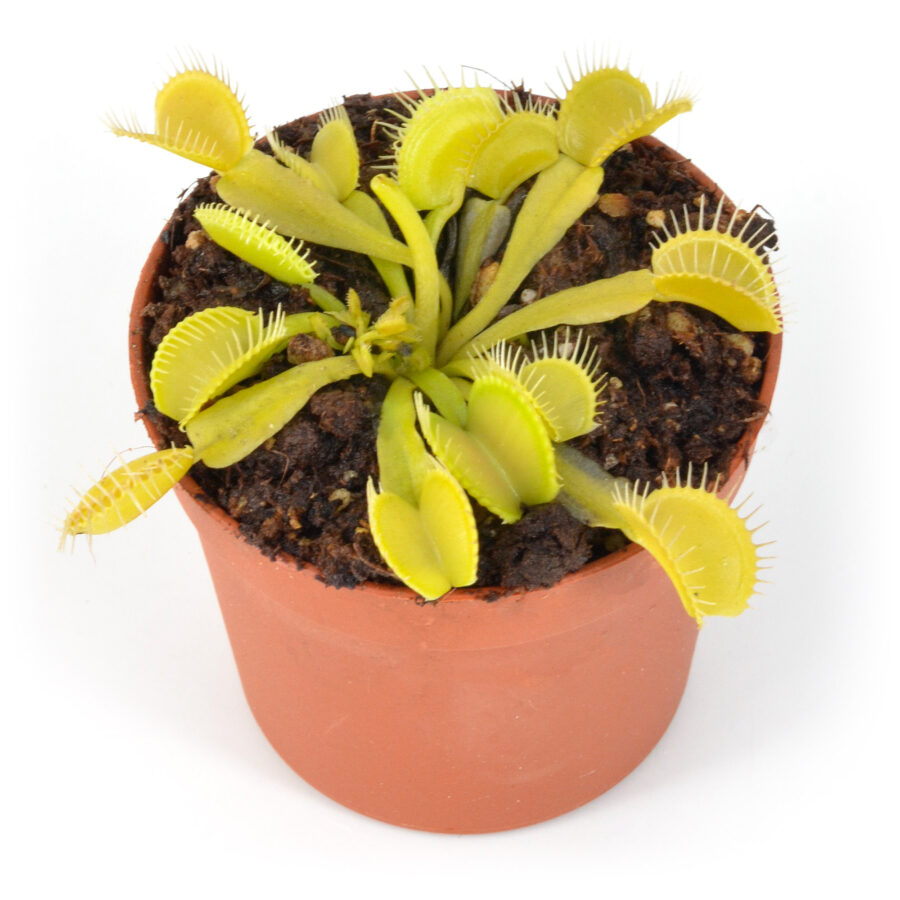 Dionaea muscipula Justina Davis