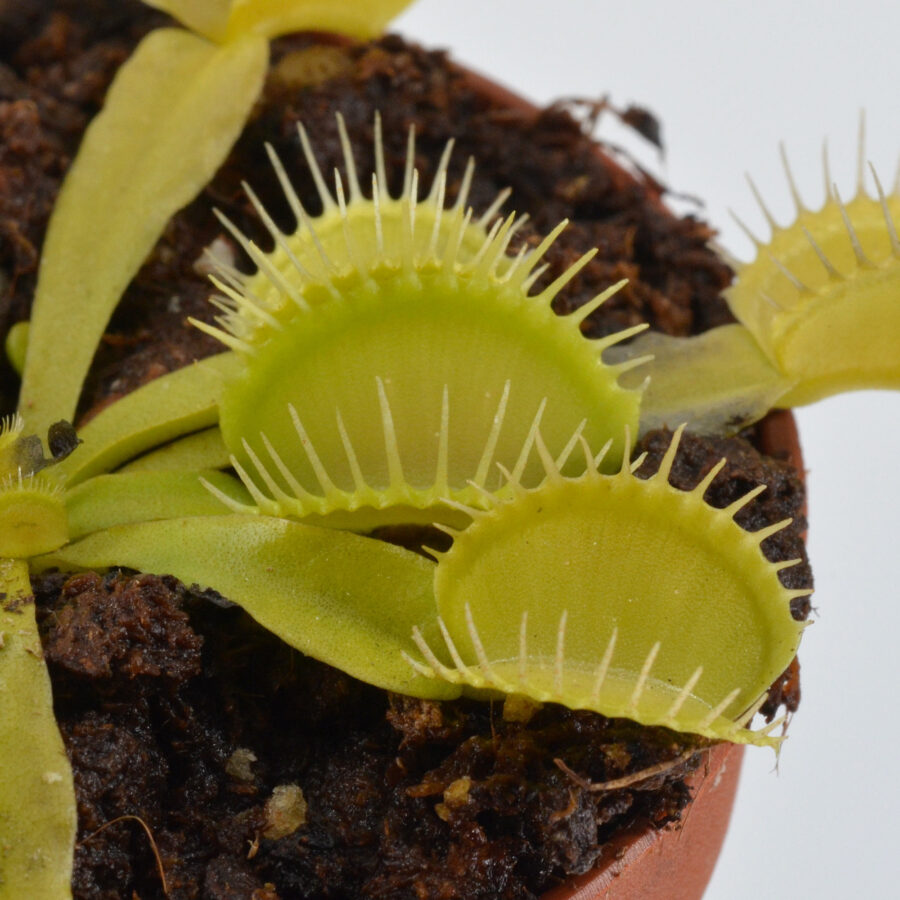 Dionaea muscipula Justina Davis