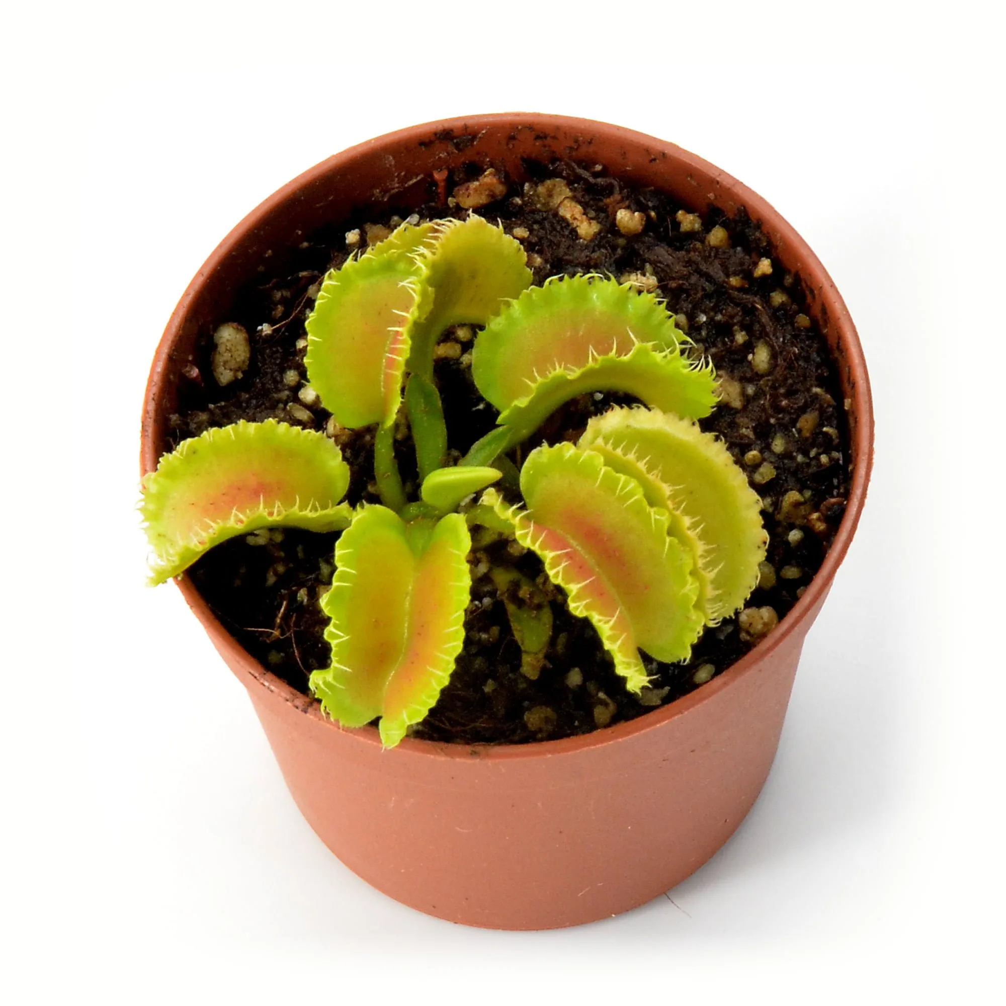 Dionaea muscipula "Kim Il Sung"