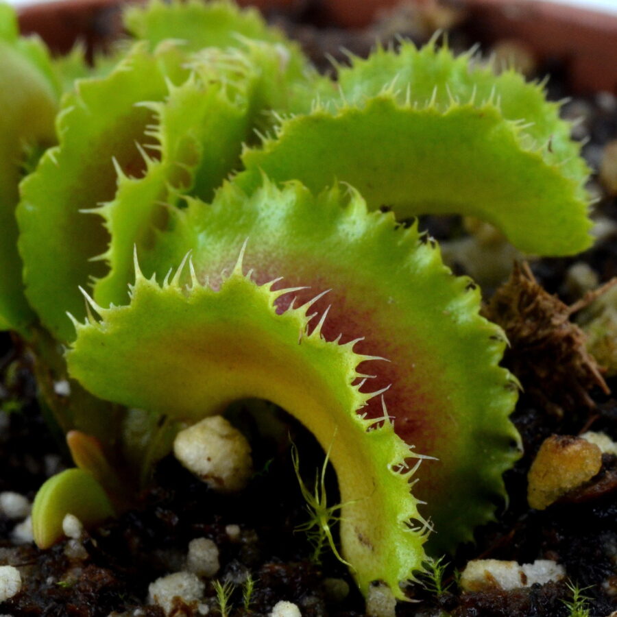 Dionaea muscipula "Kim Il Sung"