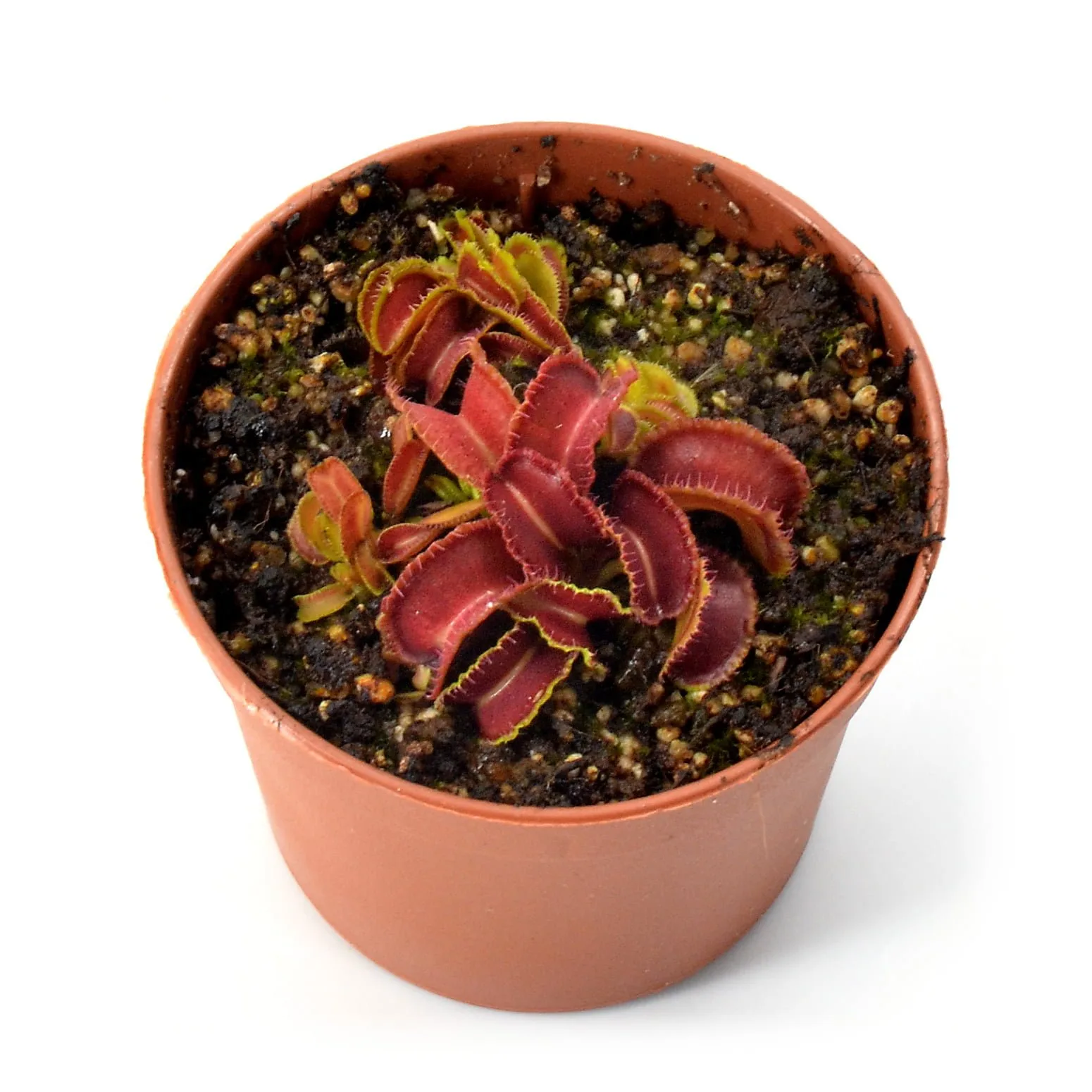 Dionaea muscipula Kim Jong Il