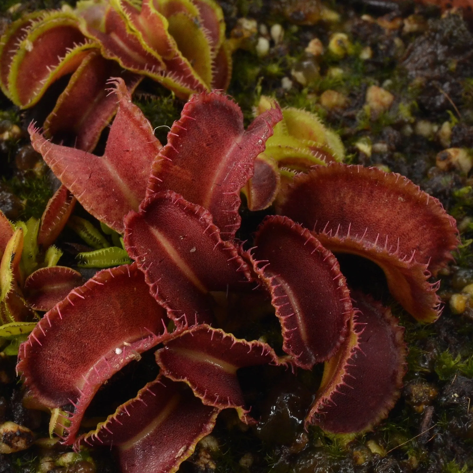 Dionaea muscipula Kim Jong Il