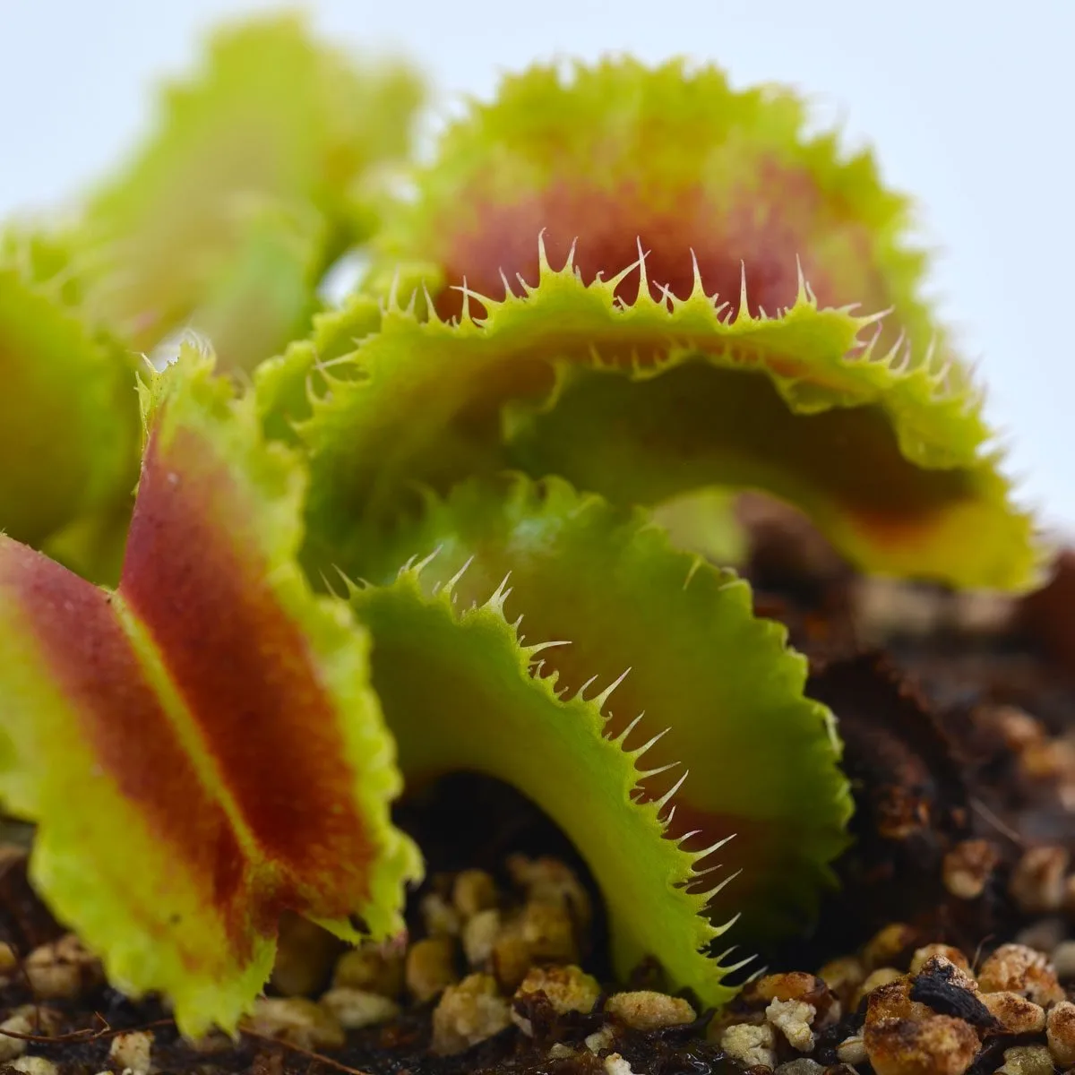 Dionaea muscipula "Kim Il Sung"