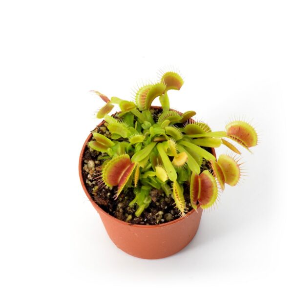 Dionaea muscipula "King Henry"