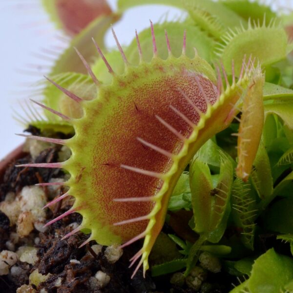 Dionaea muscipula "King Henry"