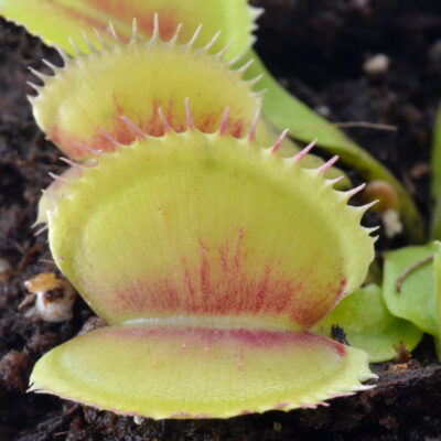 Dionaea muscipula "Kiwano"
