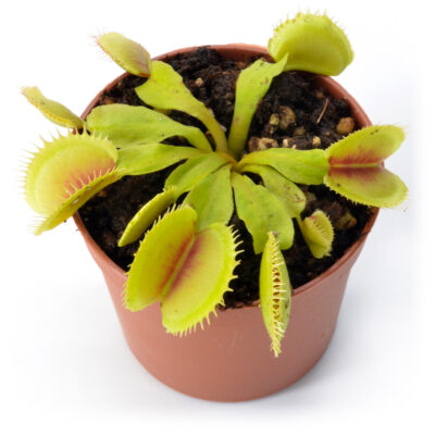 Dionaea muscipula "Kiwano"