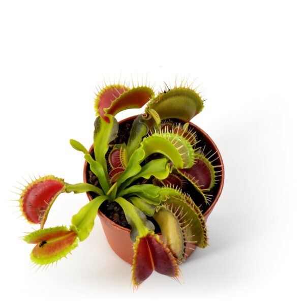 Dionaea muscipula Korrigan