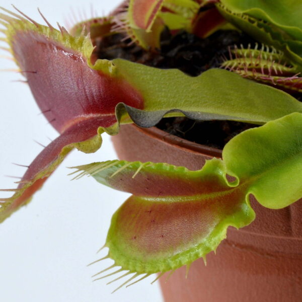 Dionaea muscipula Korrigans