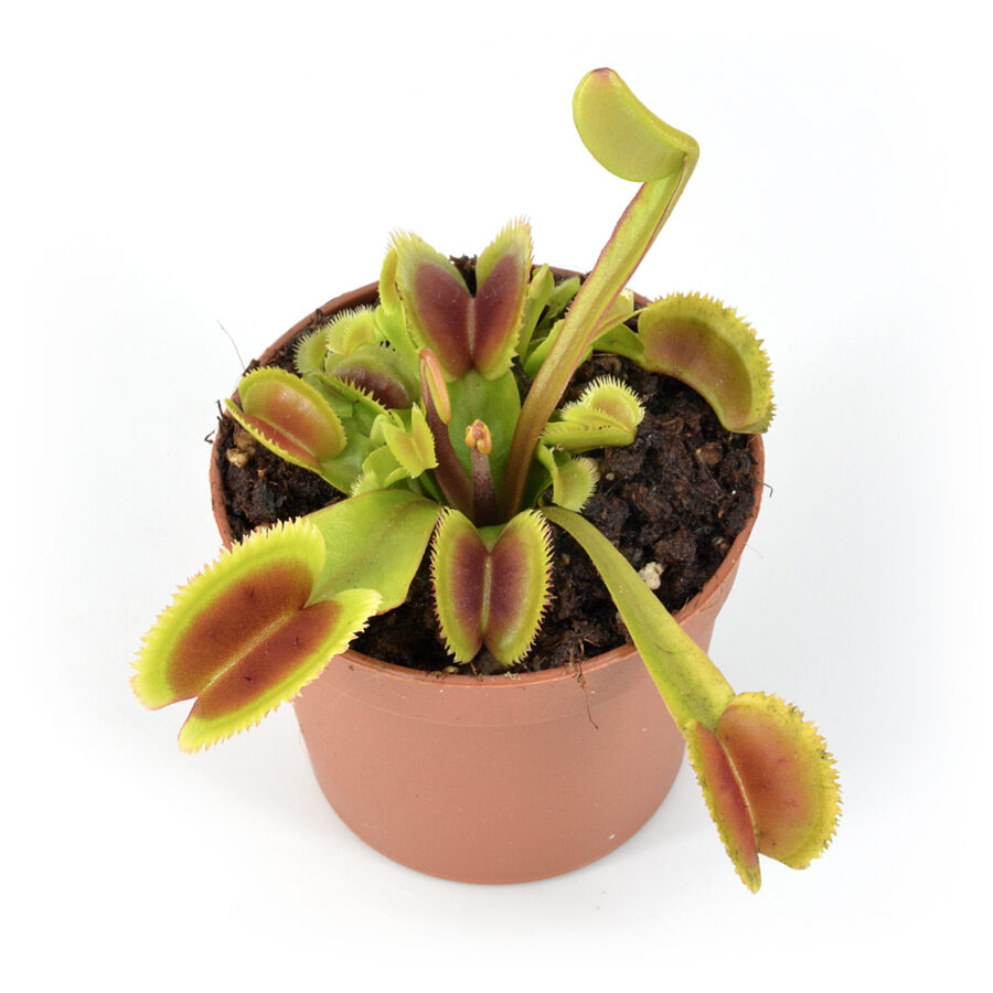 Dionaea muscipula Kungo Lao