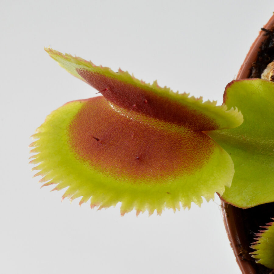 Dionaea muscipula Kungo Lao