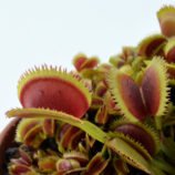 Dionaea muscipula "Kurze Zahne"