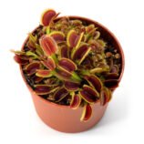 Dionaea muscipula "Kurze Zahne"