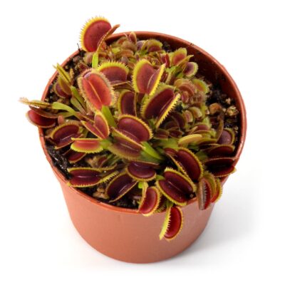 Dionaea muscipula "Kurze Zahne"