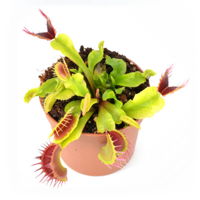 Dionaea muscipula "Fused Teeth"
