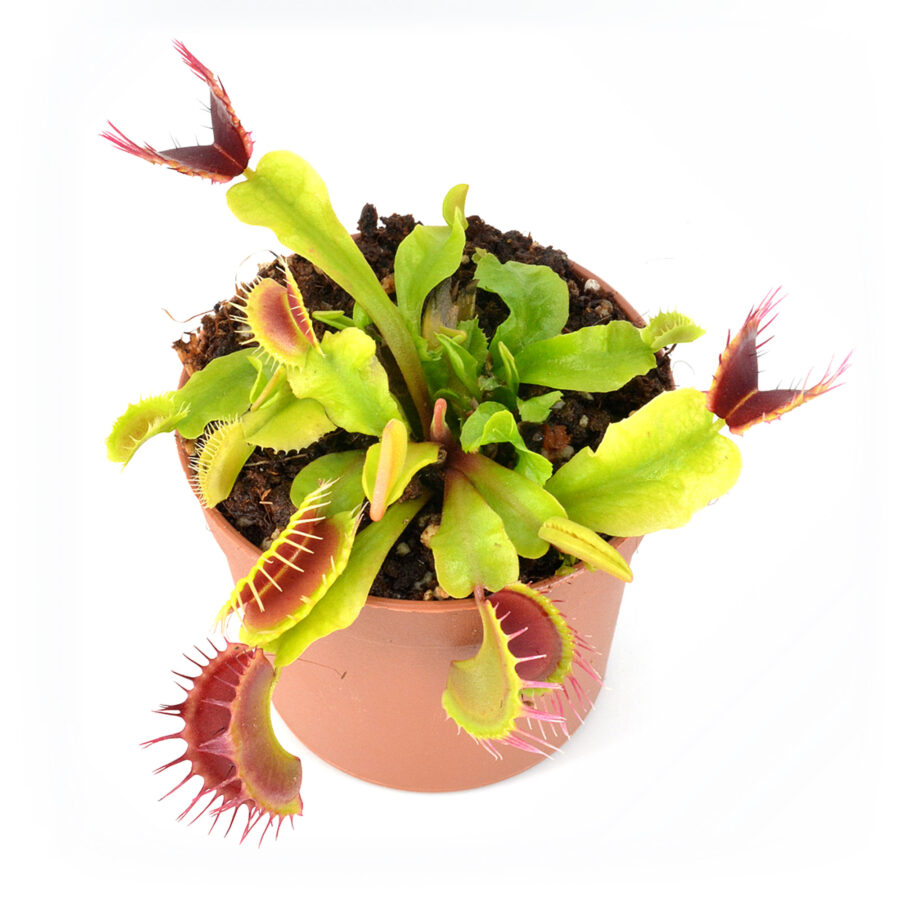 Dionaea muscipula "Fused Teeth"