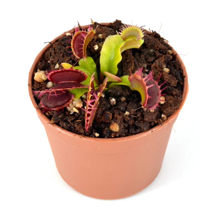 Dionaea muscipula "Fused Teeth"