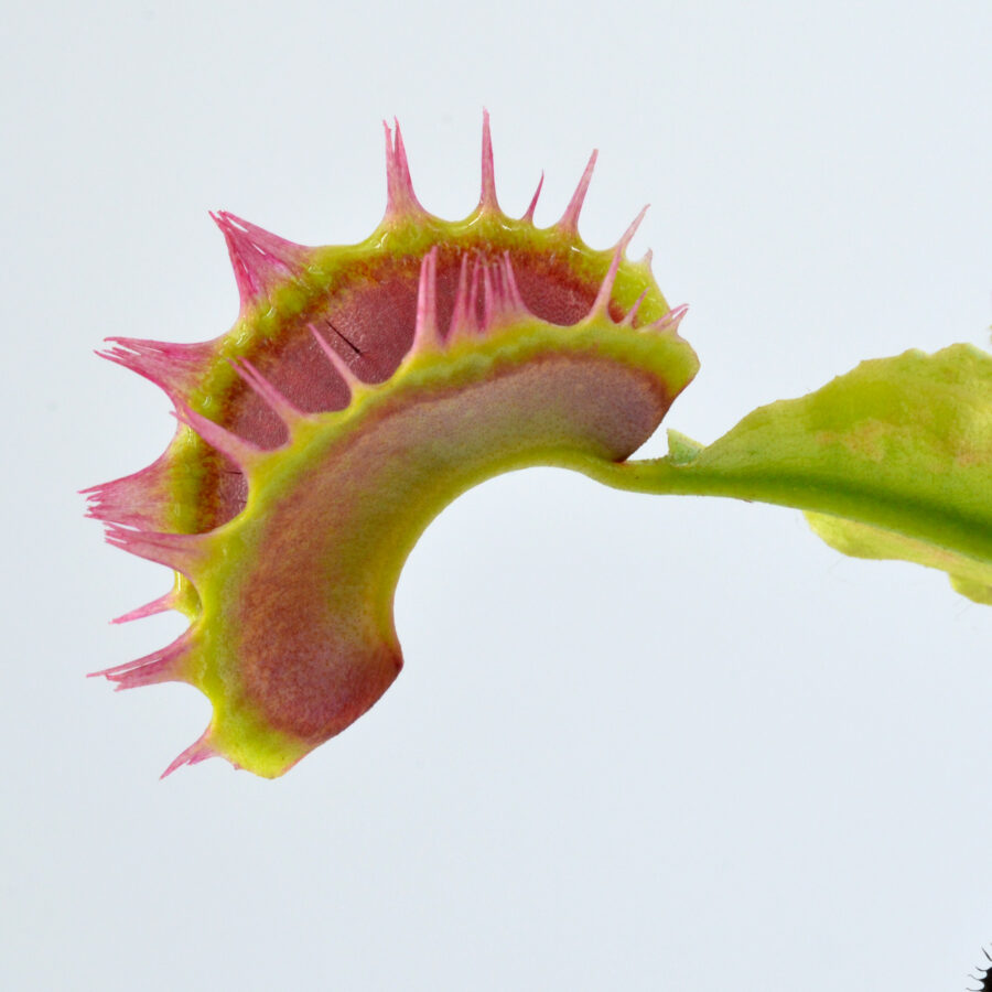 Dionaea muscipula "Fused Teeth"