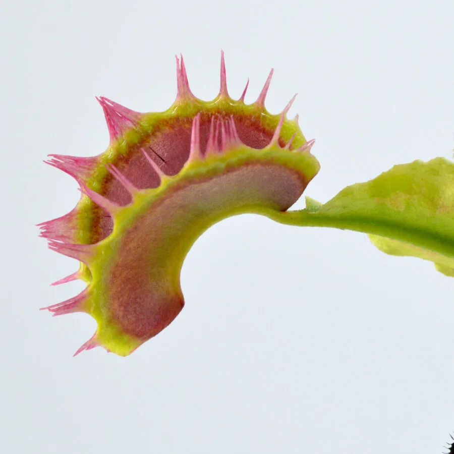 Dionaea muscipula "Fused Teeth"