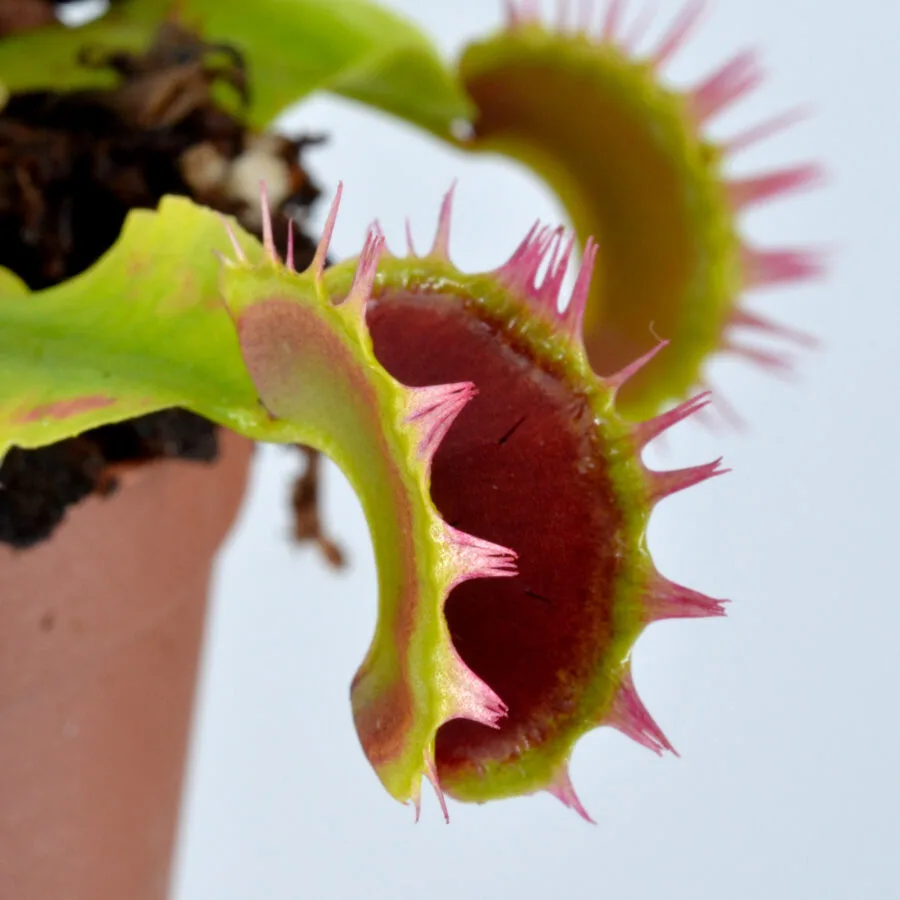 Dionaea muscipula "Fused Teeth"