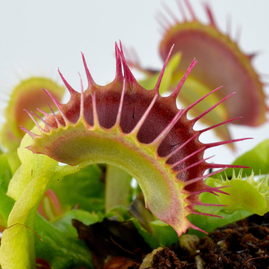 Dionaea muscipula "Fused Teeth"