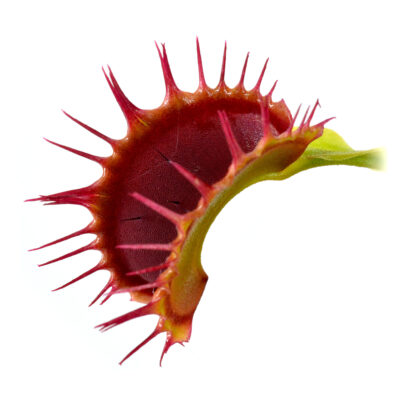 Dionaea muscipula "Fused Teeth"