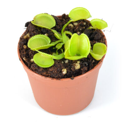 Dionaea-muscipula-'Lacrosse'