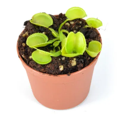 Dionaea-muscipula-'Lacrosse' 