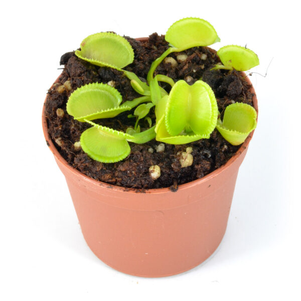 Dionaea-muscipula-'Lacrosse' 