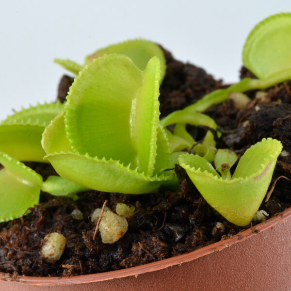Dionaea-muscipula-'Lacrosse' 