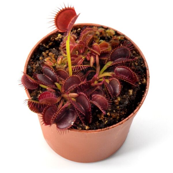Dionaea muscipula "Large Erect Pink Trap"